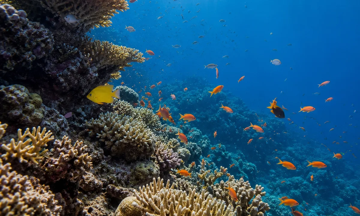 Colorful reef fish moving through branching coral in clear blue saltwater beneath sunlit ocean surface